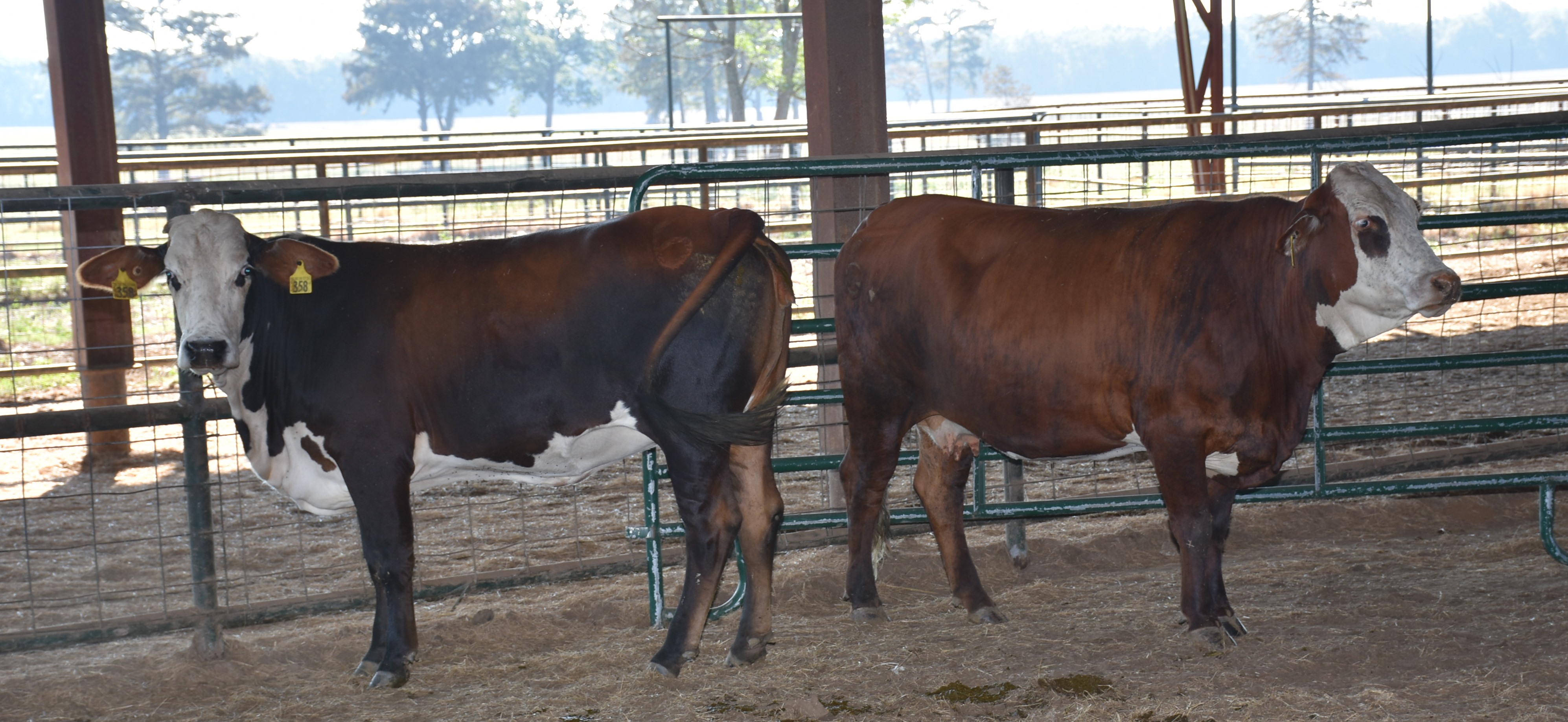 Beef cattle, forage field day set for Oct. 20 in Alexandria